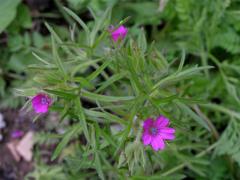 Kakost dlanitosečný (Geranium dissectum L.)