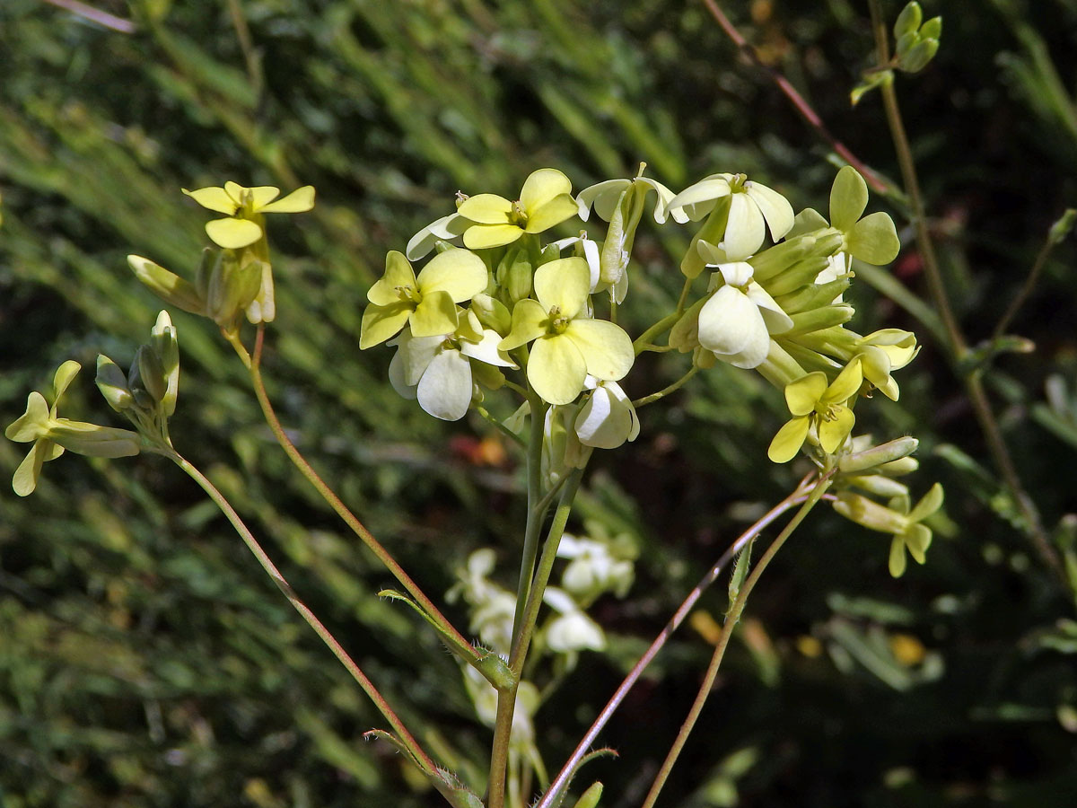 Dvojštítek (Biscutella auriculata L.)