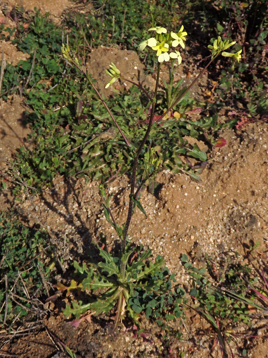 Dvojštítek (Biscutella auriculata L.)