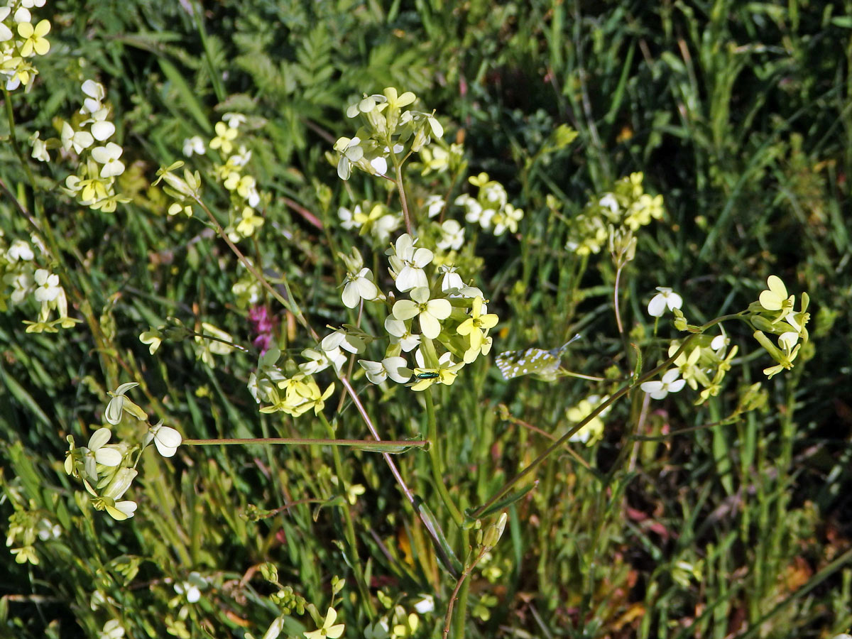 Dvojštítek (Biscutella auriculata L.)