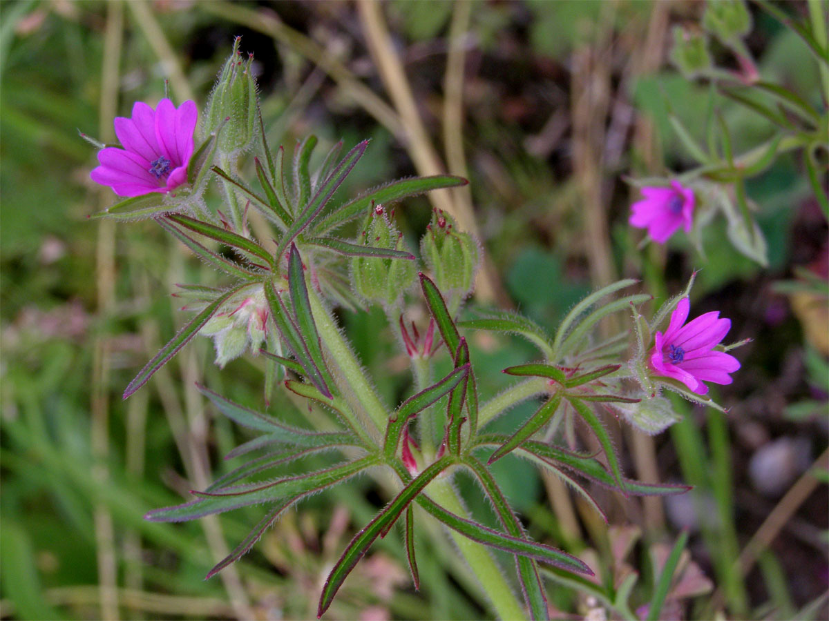 Kakost dlanitosečný (Geranium dissectum L.)