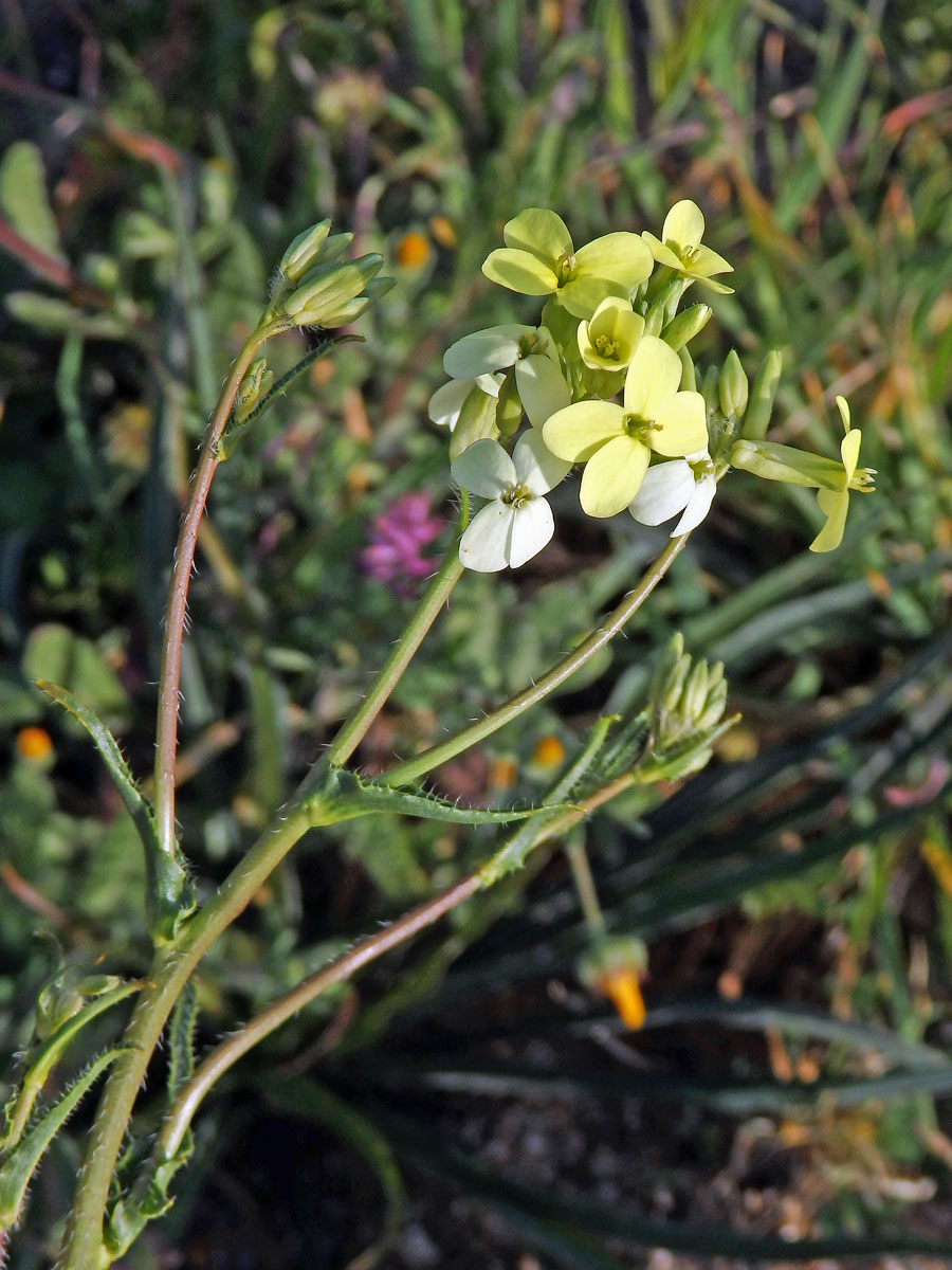 Dvojštítek (Biscutella auriculata L.)