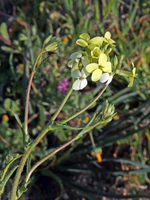 Dvojštítek (Biscutella auriculata L.)