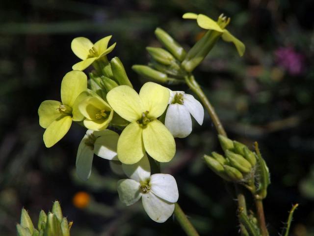 Dvojštítek (Biscutella auriculata L.)