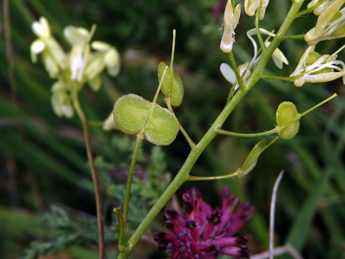 Dvojštítek (Biscutella auriculata L.)