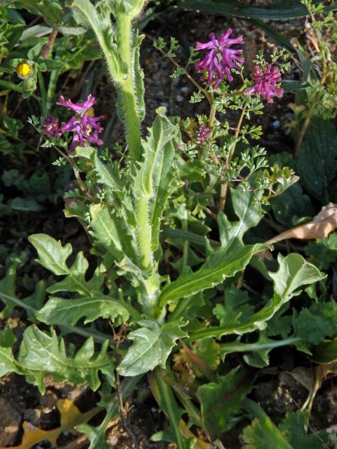 Dvojštítek (Biscutella auriculata L.)