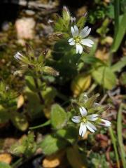 Rožec klubkatý (Cerastium glomeratum Thuill.)