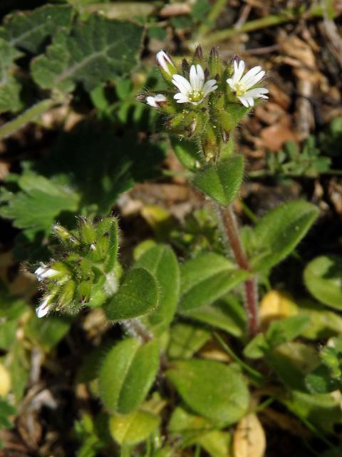 Rožec klubkatý (Cerastium glomeratum Thuill.)