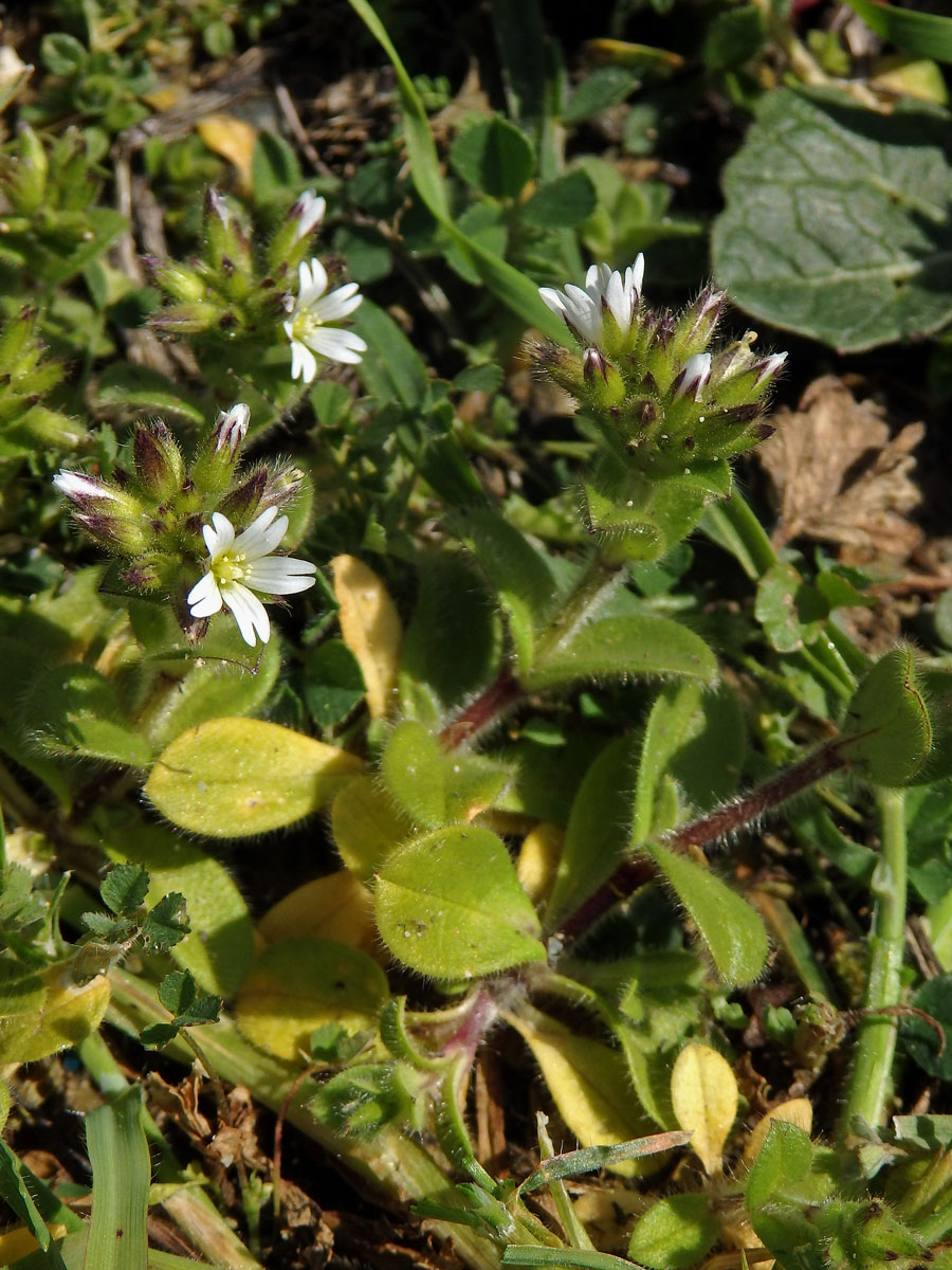 Rožec klubkatý (Cerastium glomeratum Thuill.)