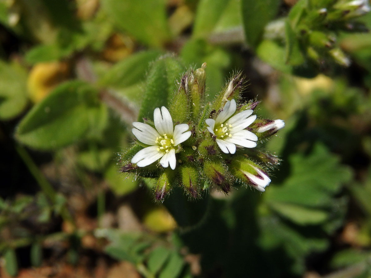 Rožec klubkatý (Cerastium glomeratum Thuill.)