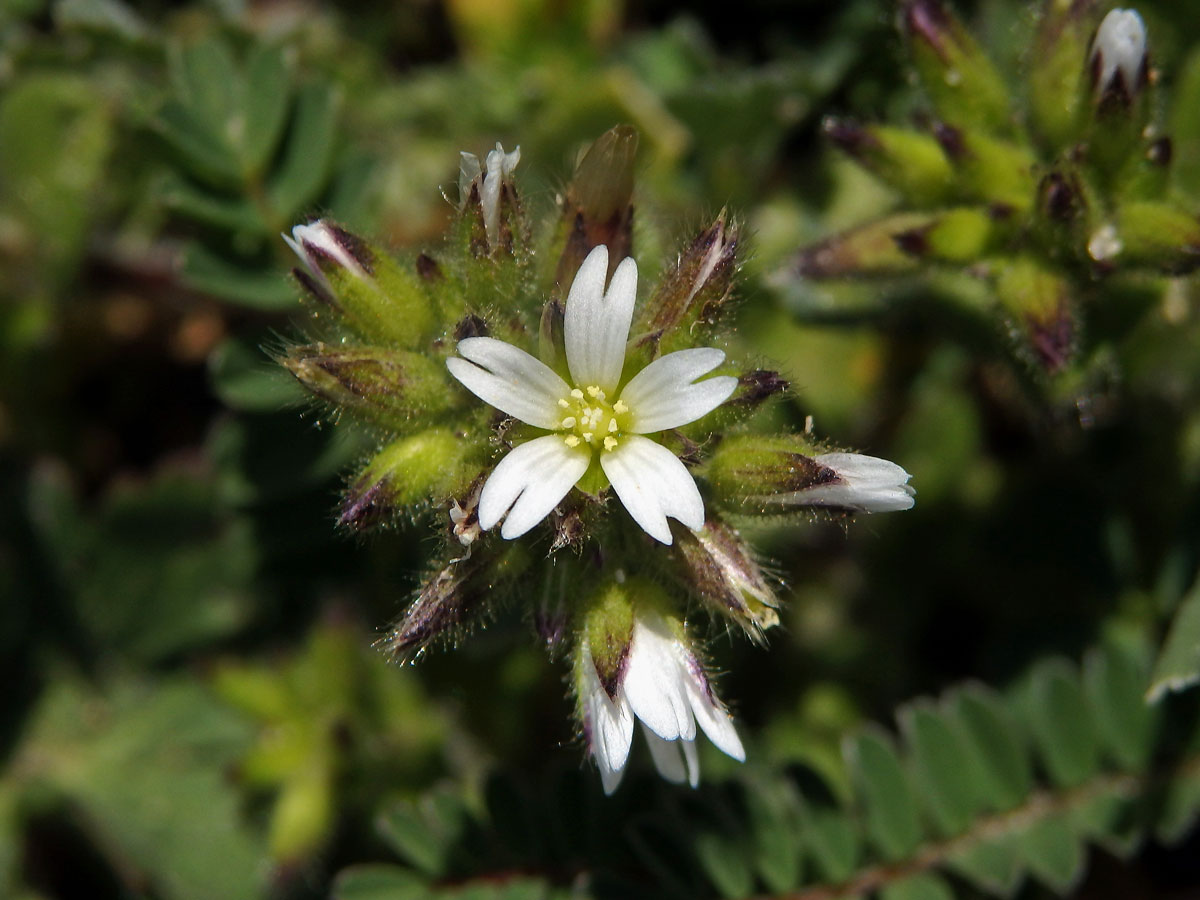 Rožec klubkatý (Cerastium glomeratum Thuill.)