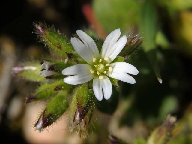 Rožec klubkatý (Cerastium glomeratum Thuill.)