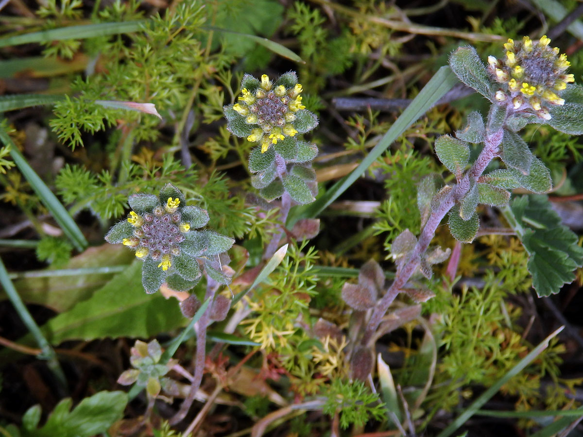 Tařinka (Alyssum simplex Rudolphi)