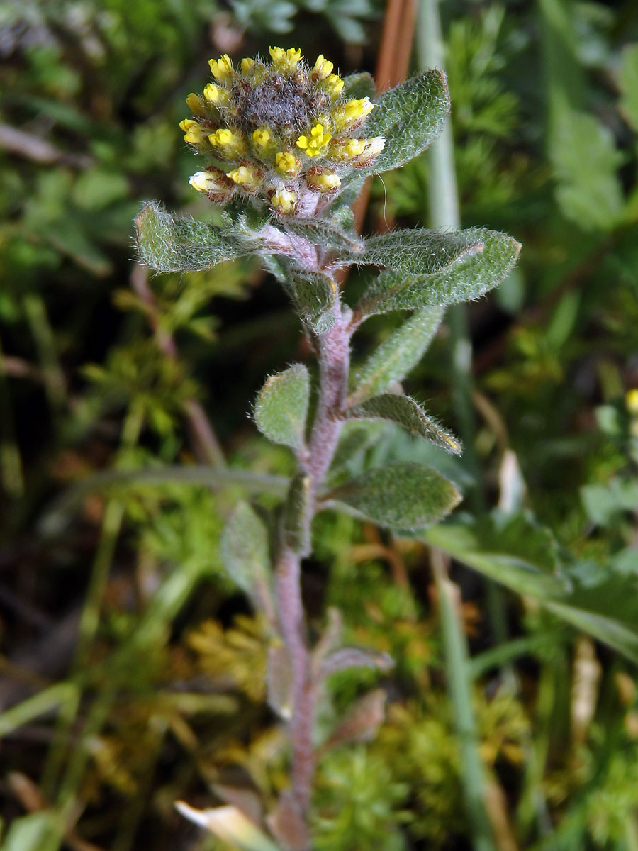 Tařinka (Alyssum simplex Rudolphi)