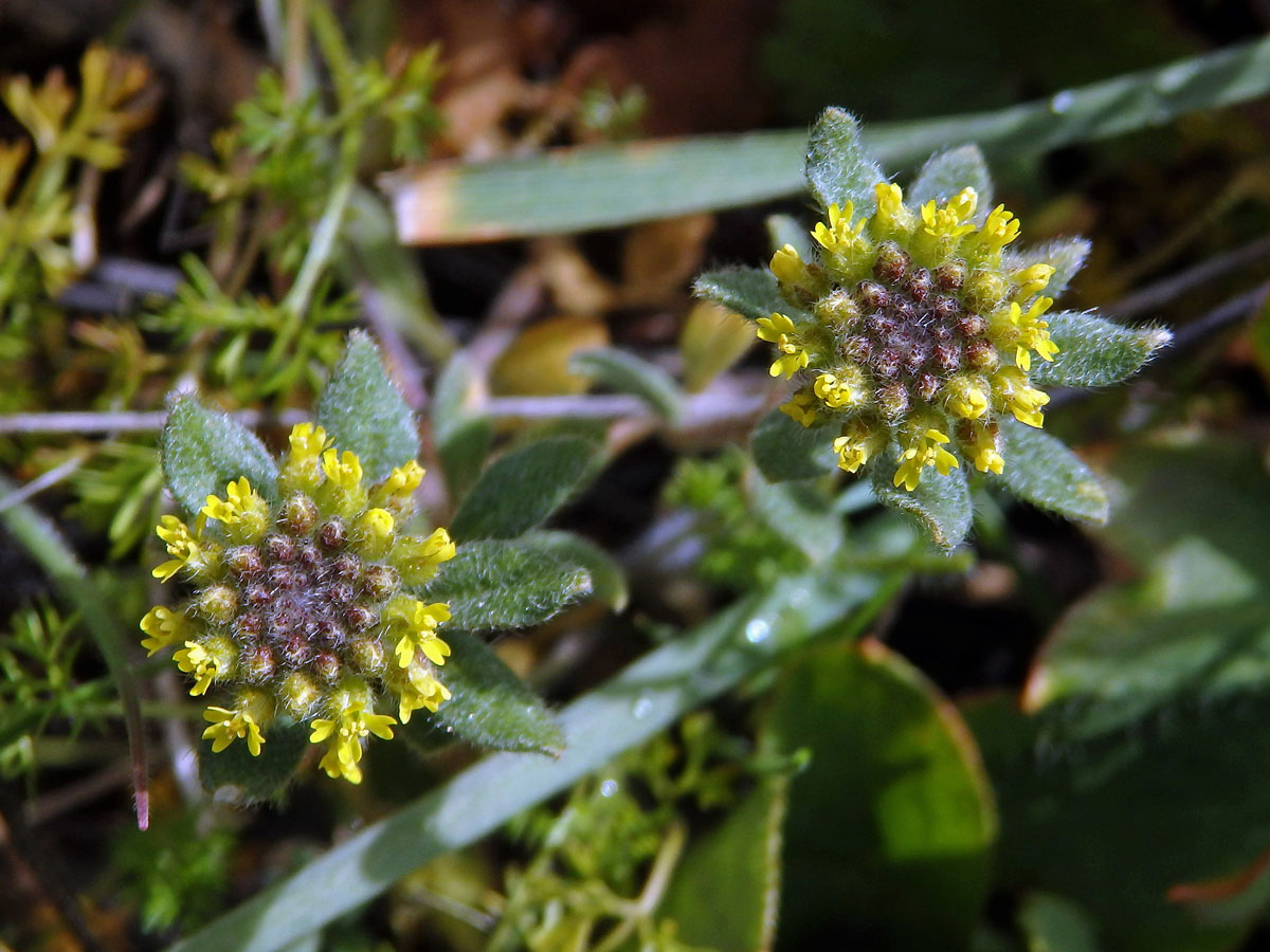 Tařinka (Alyssum simplex Rudolphi)