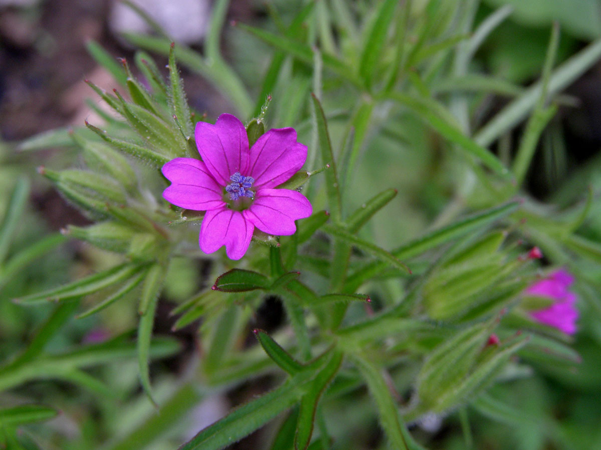 Kakost dlanitosečný (Geranium dissectum L.)