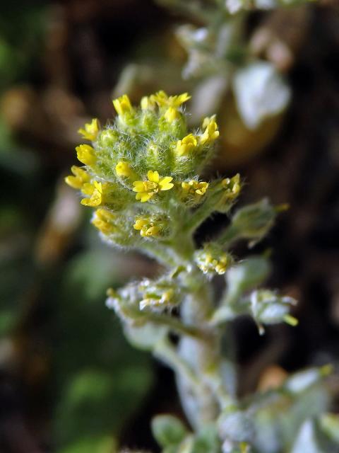 Tařinka (Alyssum simplex Rudolphi)