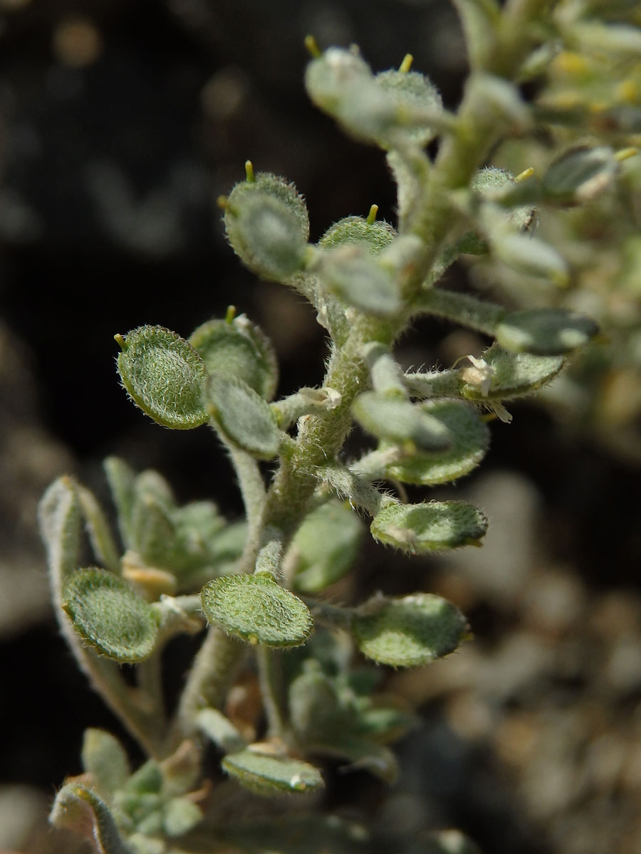 Tařinka (Alyssum simplex Rudolphi)