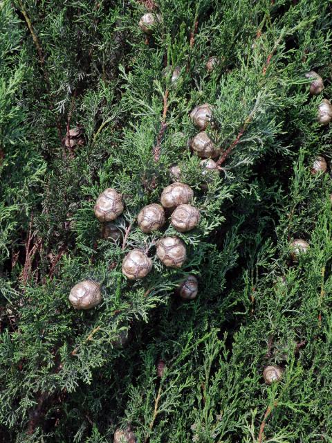 Cypřiš pravý (Cupressus sempervirens L.)