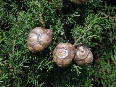 Cypřiš pravý (Cupressus sempervirens L.)