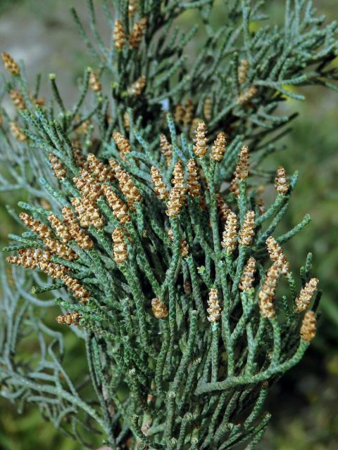 Cypřiš pravý (Cupressus sempervirens L.)