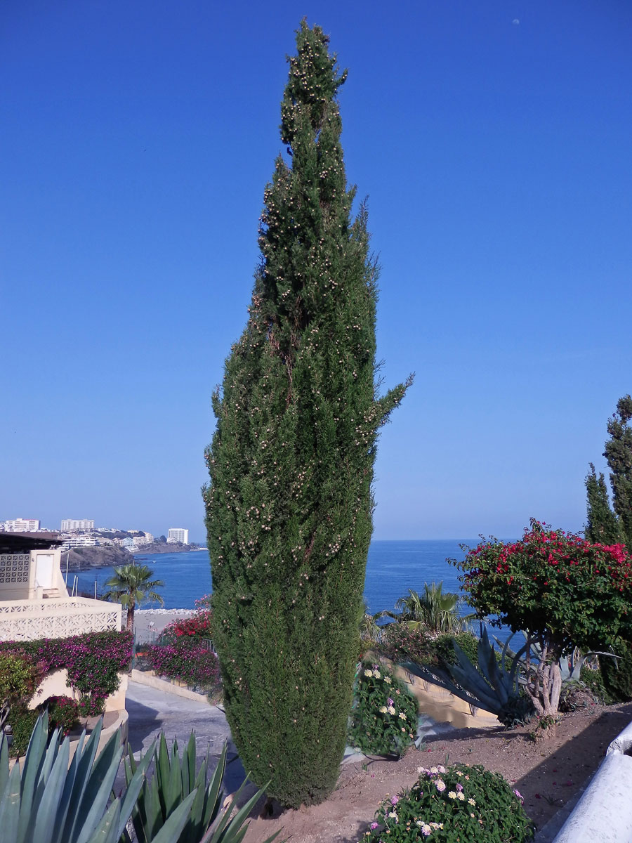 Cypřiš pravý (Cupressus sempervirens L.)