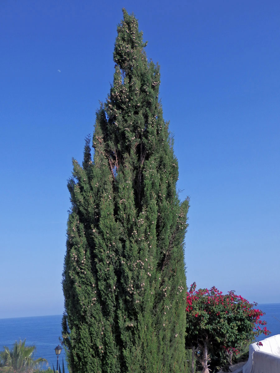 Cypřiš pravý (Cupressus sempervirens L.)