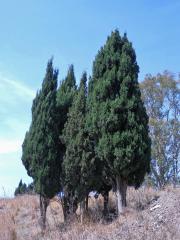 Cypřiš pravý (Cupressus sempervirens L.)