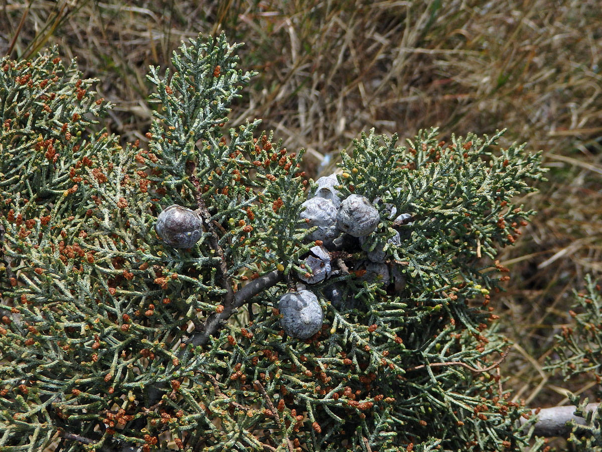 Cypřiš Sargentův (Cupressus sargentii Jepson)