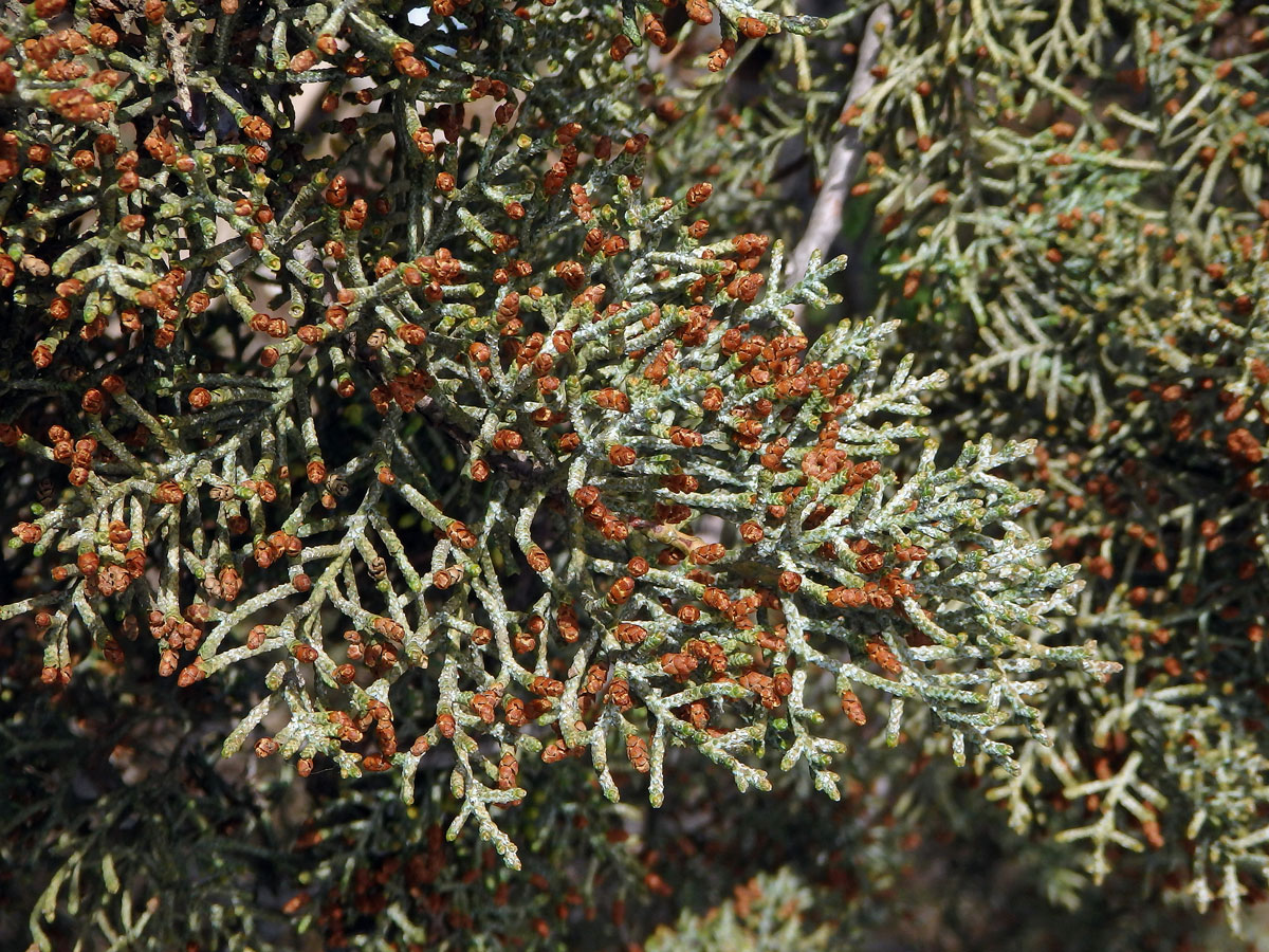 Cypřiš Sargentův (Cupressus sargentii Jepson)