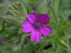 Kakost dlanitosečný (Geranium dissectum L.)