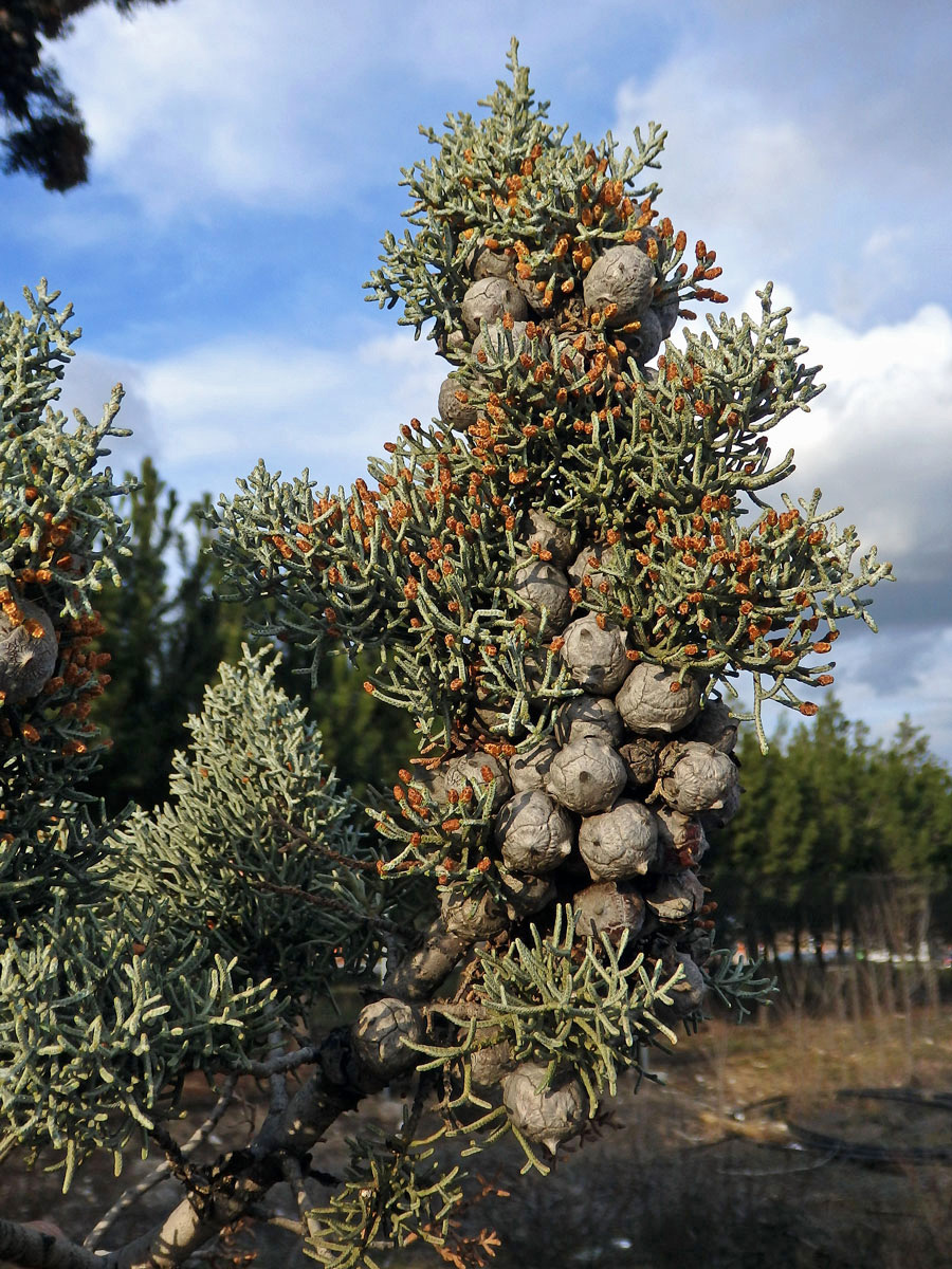 Cypřiš Sargentův (Cupressus sargentii Jepson)