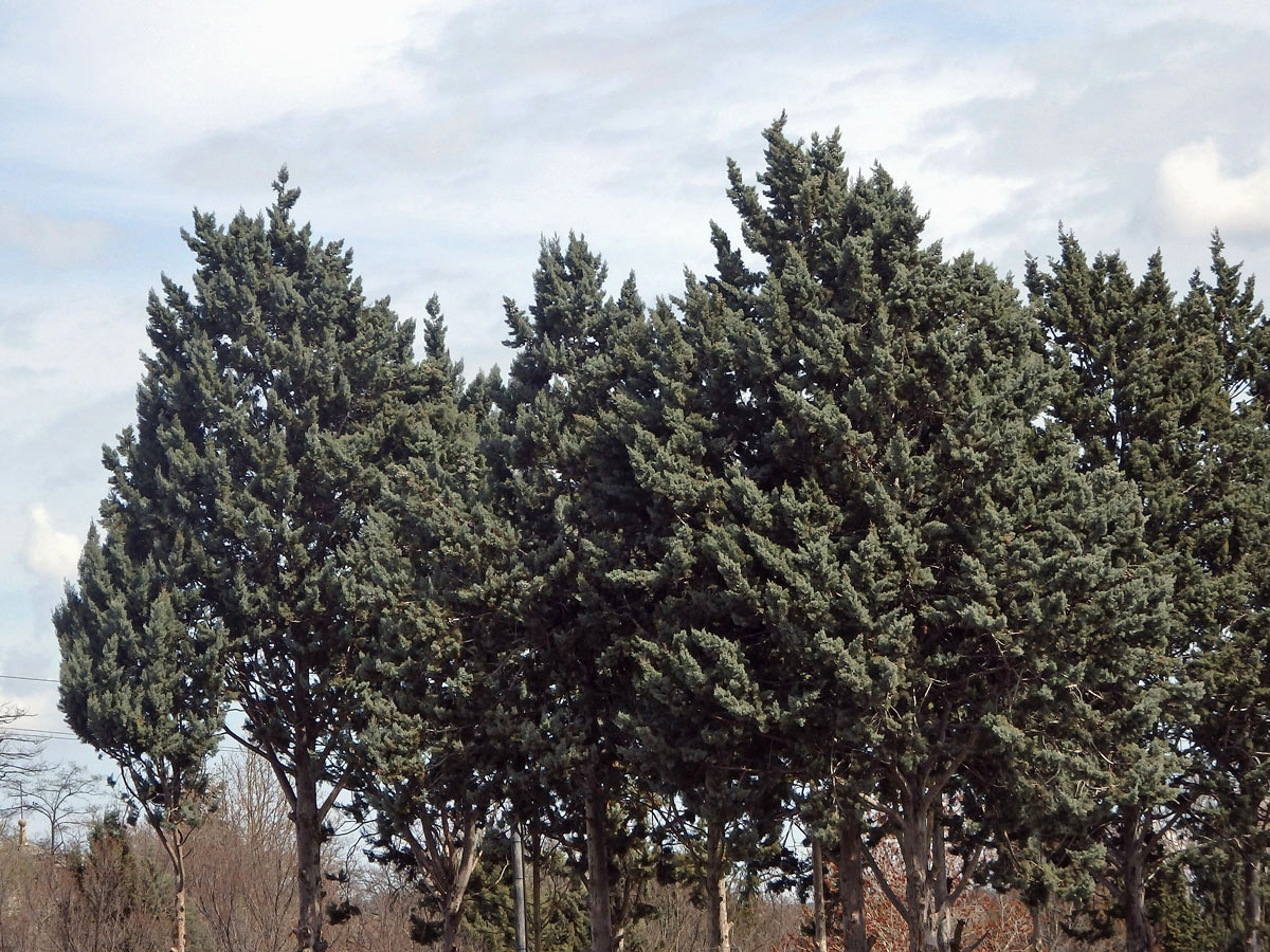 Cypřiš Sargentův (Cupressus sargentii Jepson)