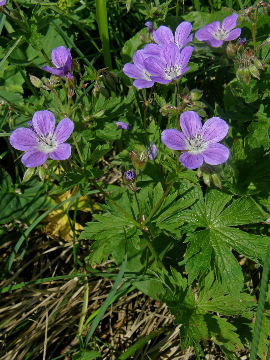 Kakost lesní (Geranium sylvaticum L.)