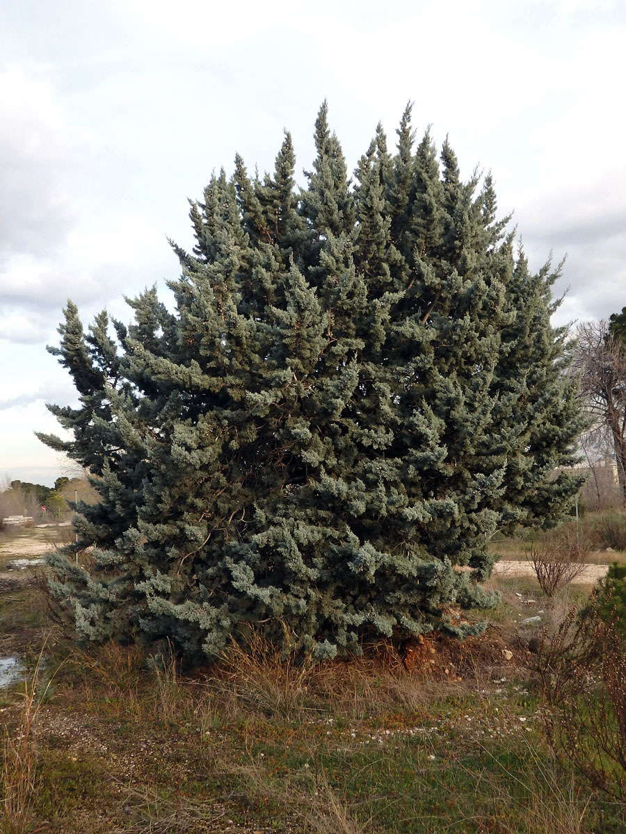 Cypřiš Sargentův (Cupressus sargentii Jepson)