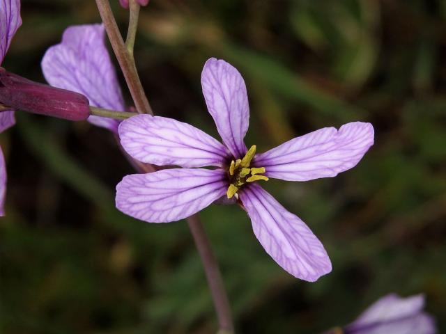 Moricandia arvensis (L.) DC., vícečetný květ (2)