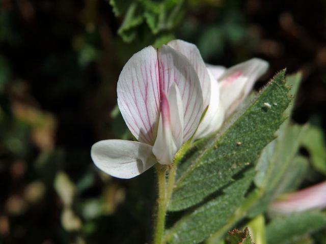 Jehlice dvoukvětá (Ononis biflora Desf.), vícečetný květ