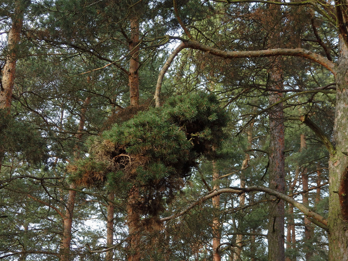 Čarověník na borovici lesní (Pinus sylvestris L.) (14)