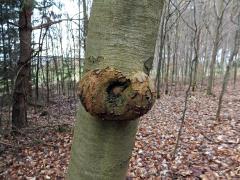 Nádor na buku lesním (Fagus sylvatica L.) (26)