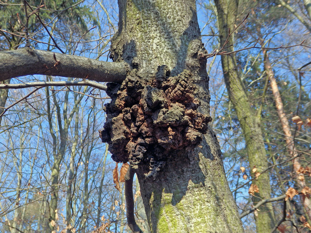 Nádor na buku lesním (Fagus sylvatica L.) (27)