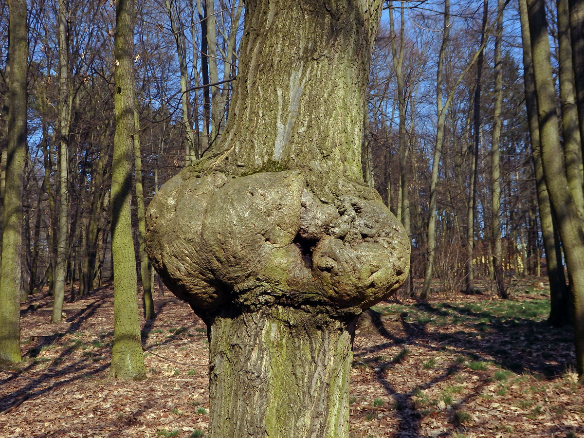 Nádor na dubu červeném (Quercus rubra  L.) (4b)