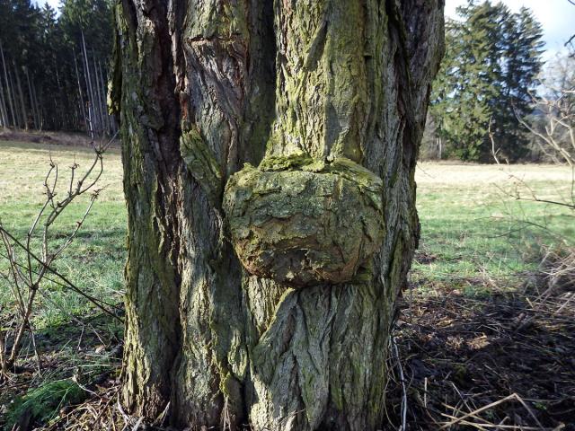 Třešeň ptačí (Prunus avium (L.) L.) (33) s nádorem na kmeni