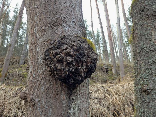 Topol osika (Populus tremula L.) s nádory na kmeni (6)