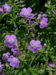 Kakost lesní (Geranium sylvaticum L.)