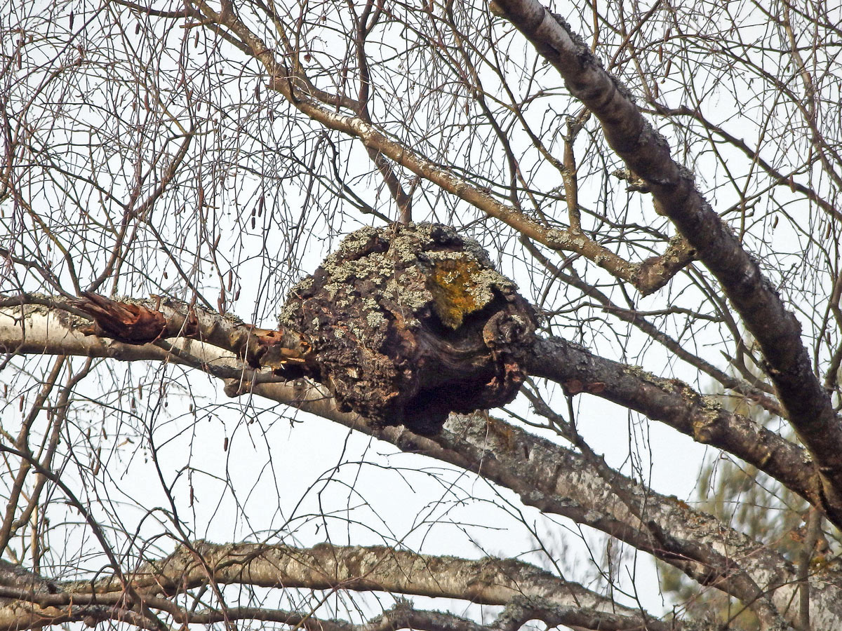 Nádor na bříze bělokoré (Betula pendula Roth) (58)