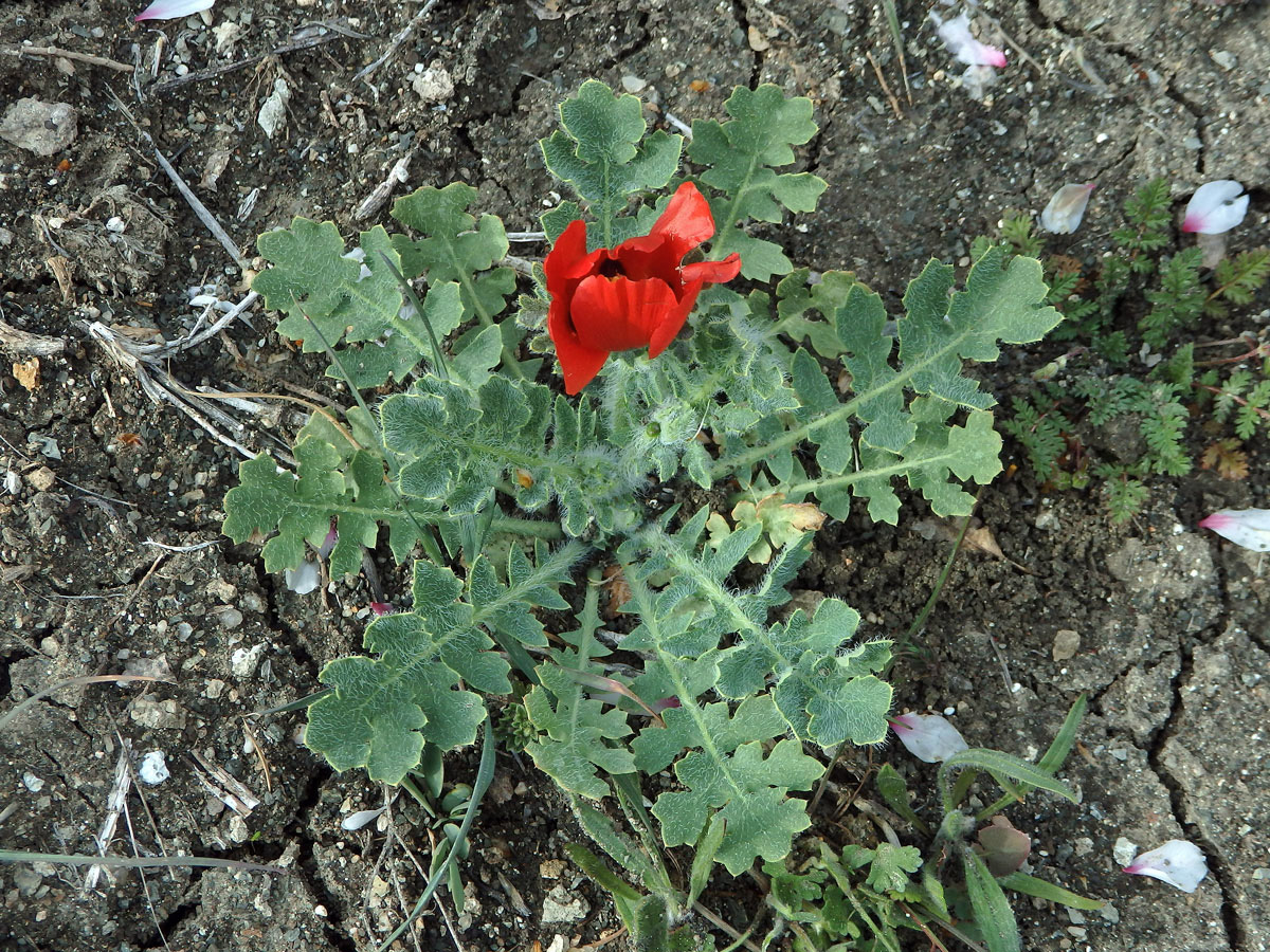 Rohatec růžkatý (Glaucium corniculatum (L.) Rudolph.)