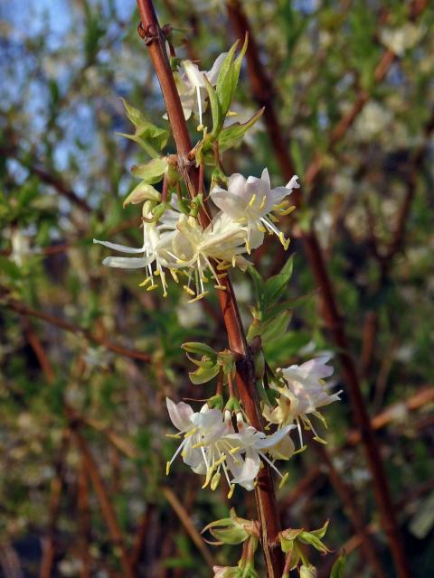 Zimolez Purpusův (Lonicera x purpusii Rehd.)