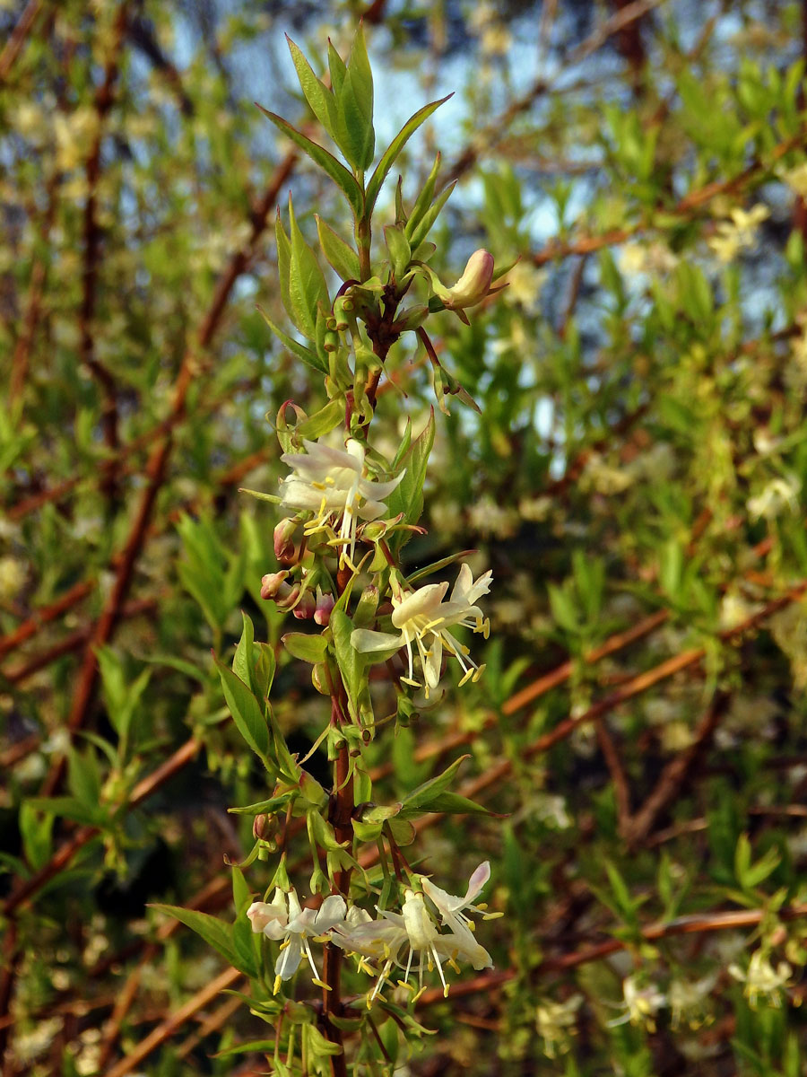 Zimolez Purpusův (Lonicera x purpusii Rehd.)