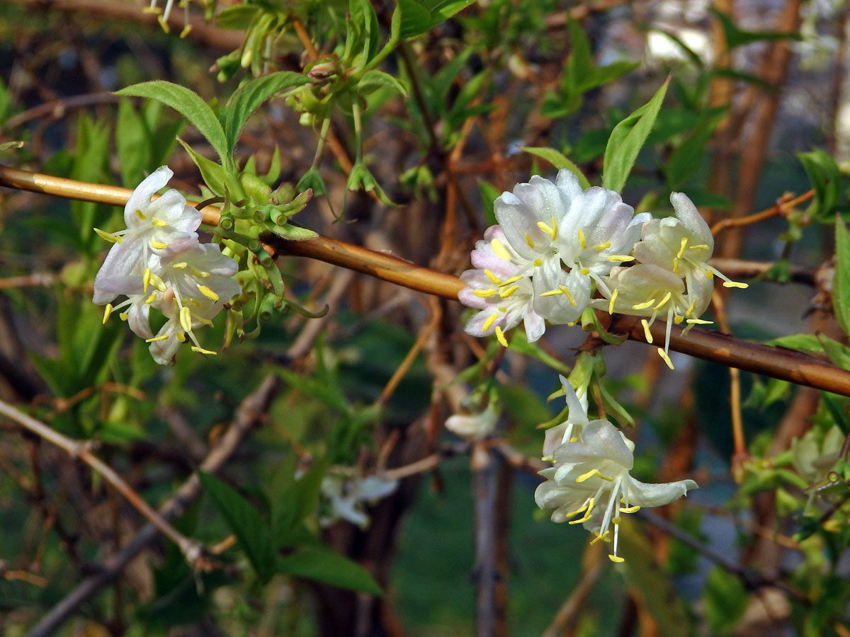 Zimolez Purpusův (Lonicera x purpusii Rehd.)