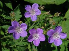 Kakost lesní (Geranium sylvaticum L.)